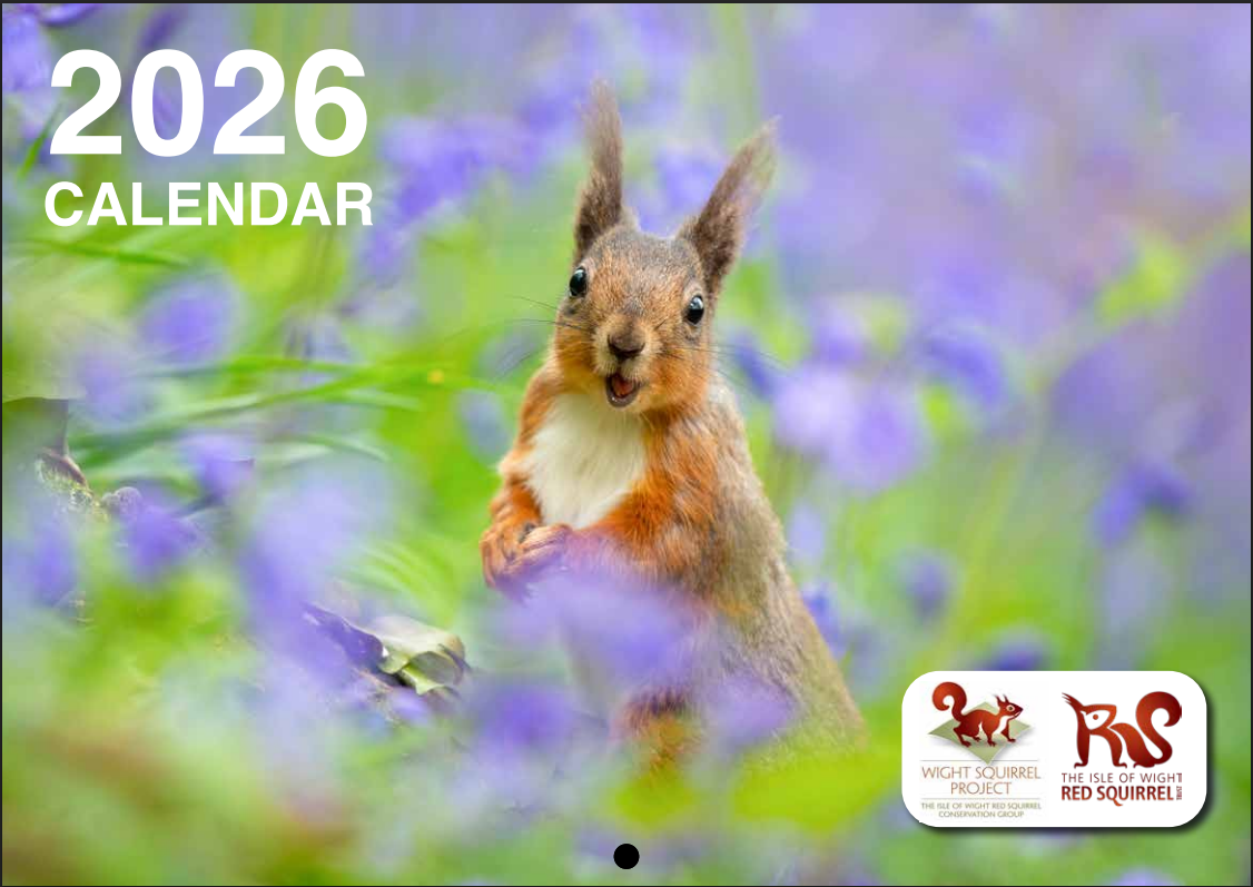 2026 Isle Of Wight Red Squirrel Trust Calendar