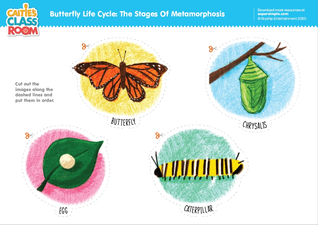 Butterfly Life Cycle Worksheet Free