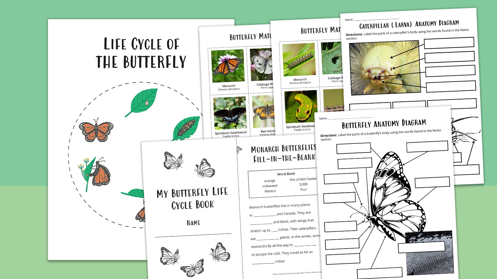Butterfly Life Cycle Worksheet Bundle Free Printables 