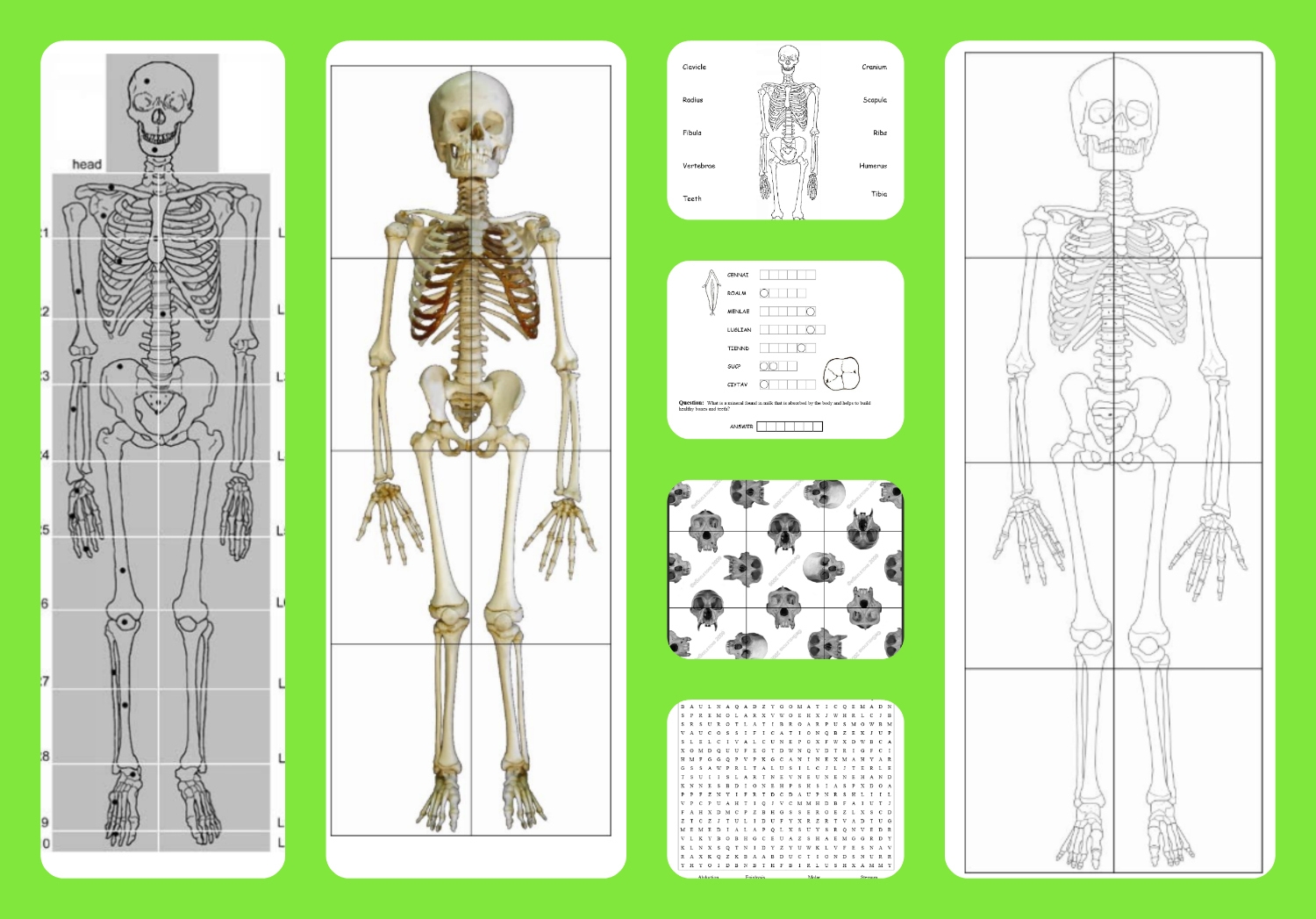 Free Printable Skeleton Images