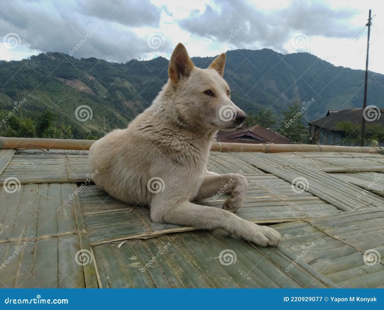 Hunting Dog Used By Konyak Nagas Hunters Hunting Dog Breeds In 