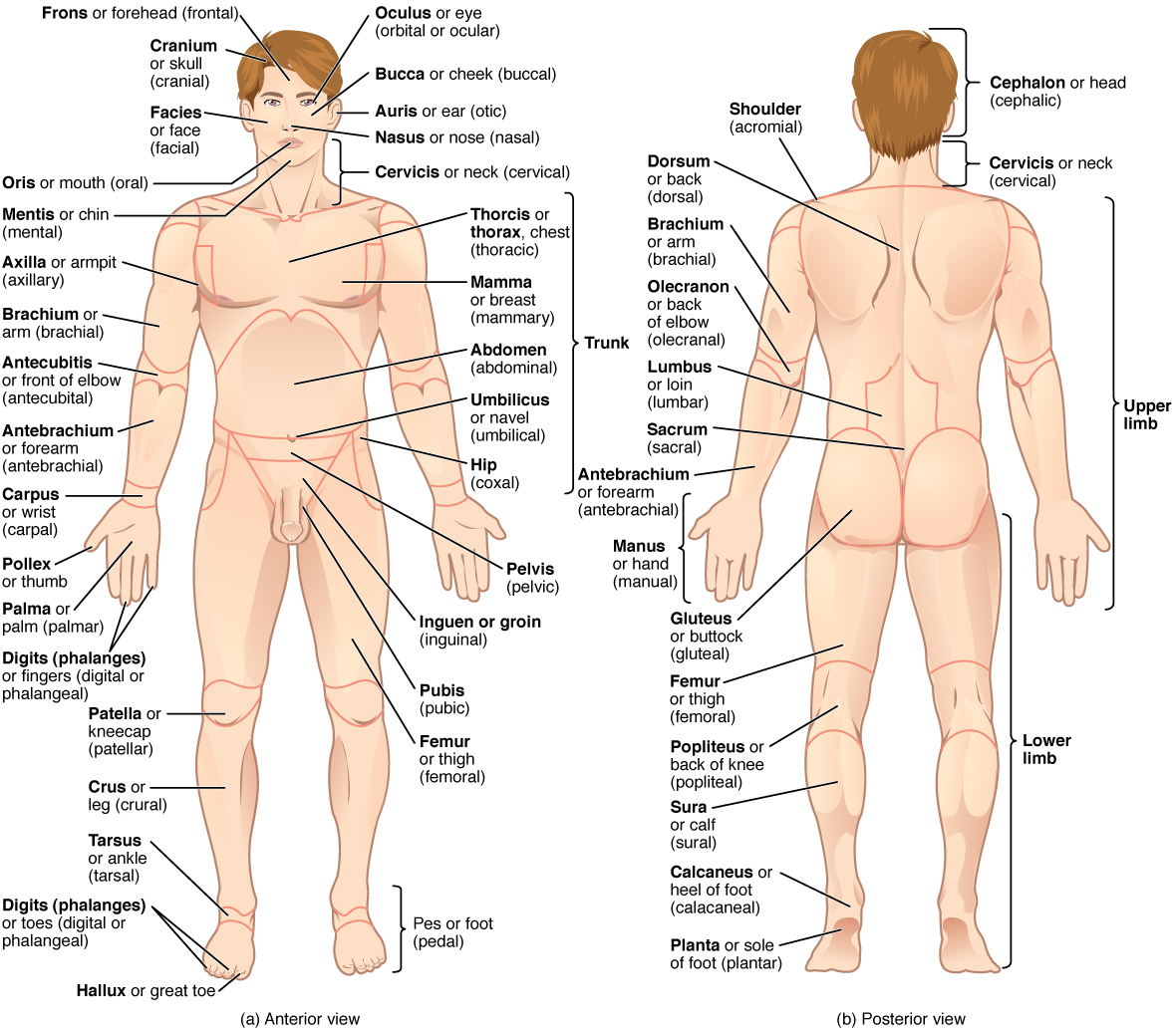 Lab 1 Human Body Organization Anatomy And Physiology I Lab