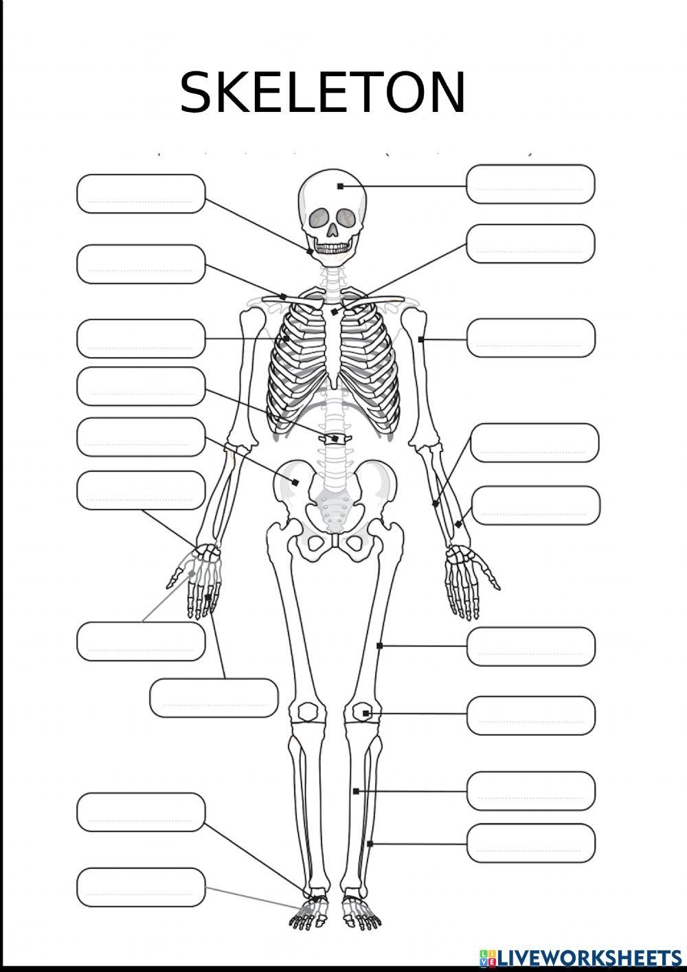 Label The Bones Activity Live Worksheets Worksheets Library