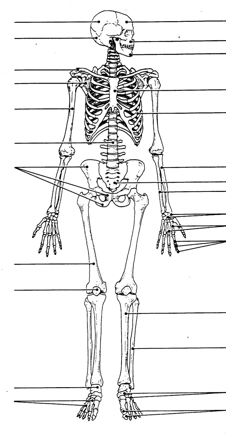 Printable Skeleton To Label Worksheet