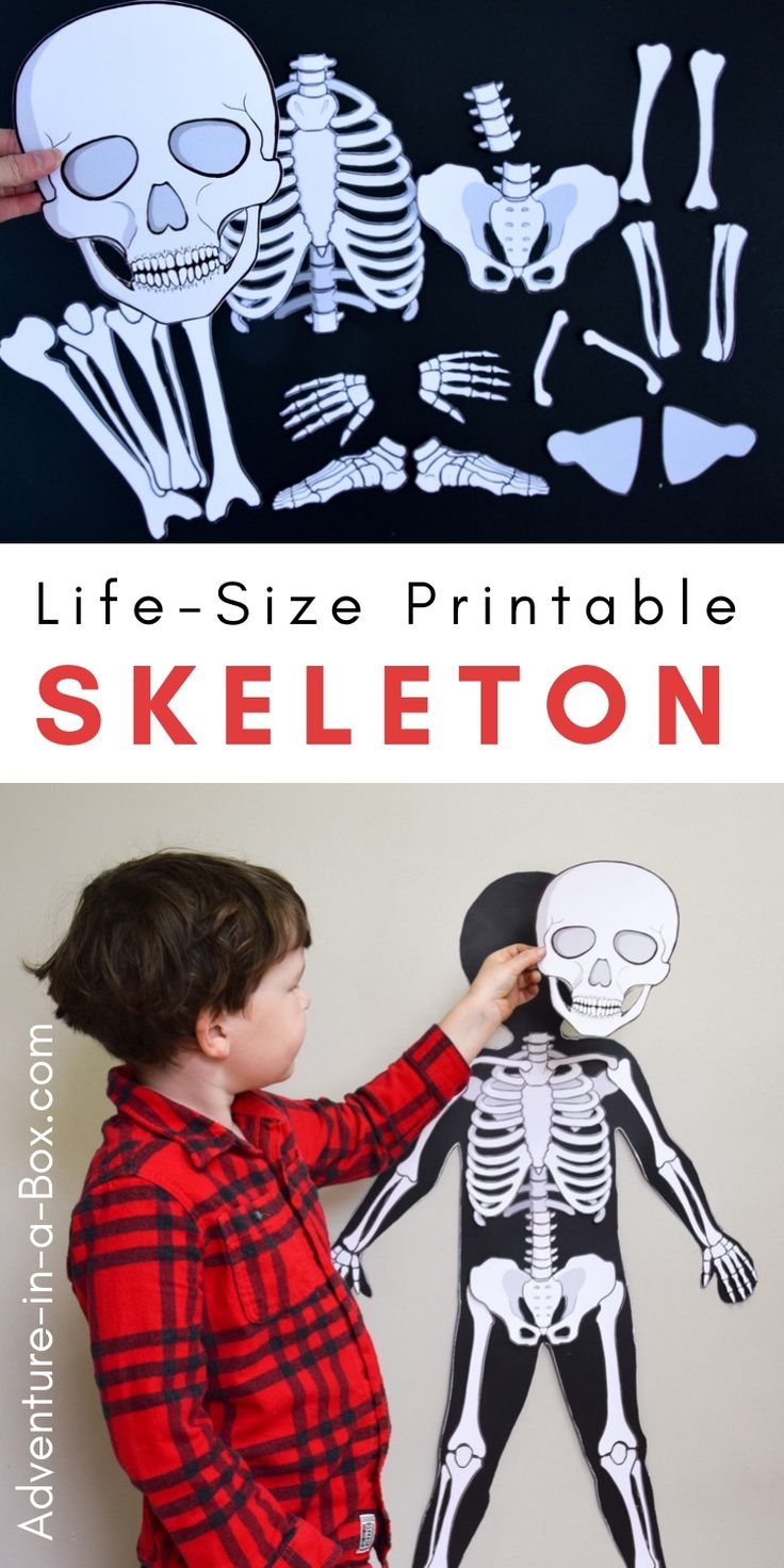 Life Size Printable Human Skeleton For Kids