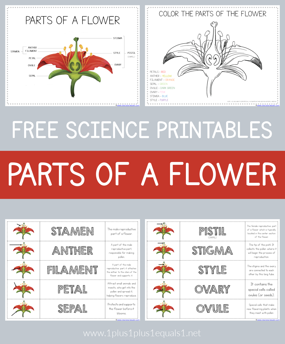 Parts Of A Flower Printable Worksheet