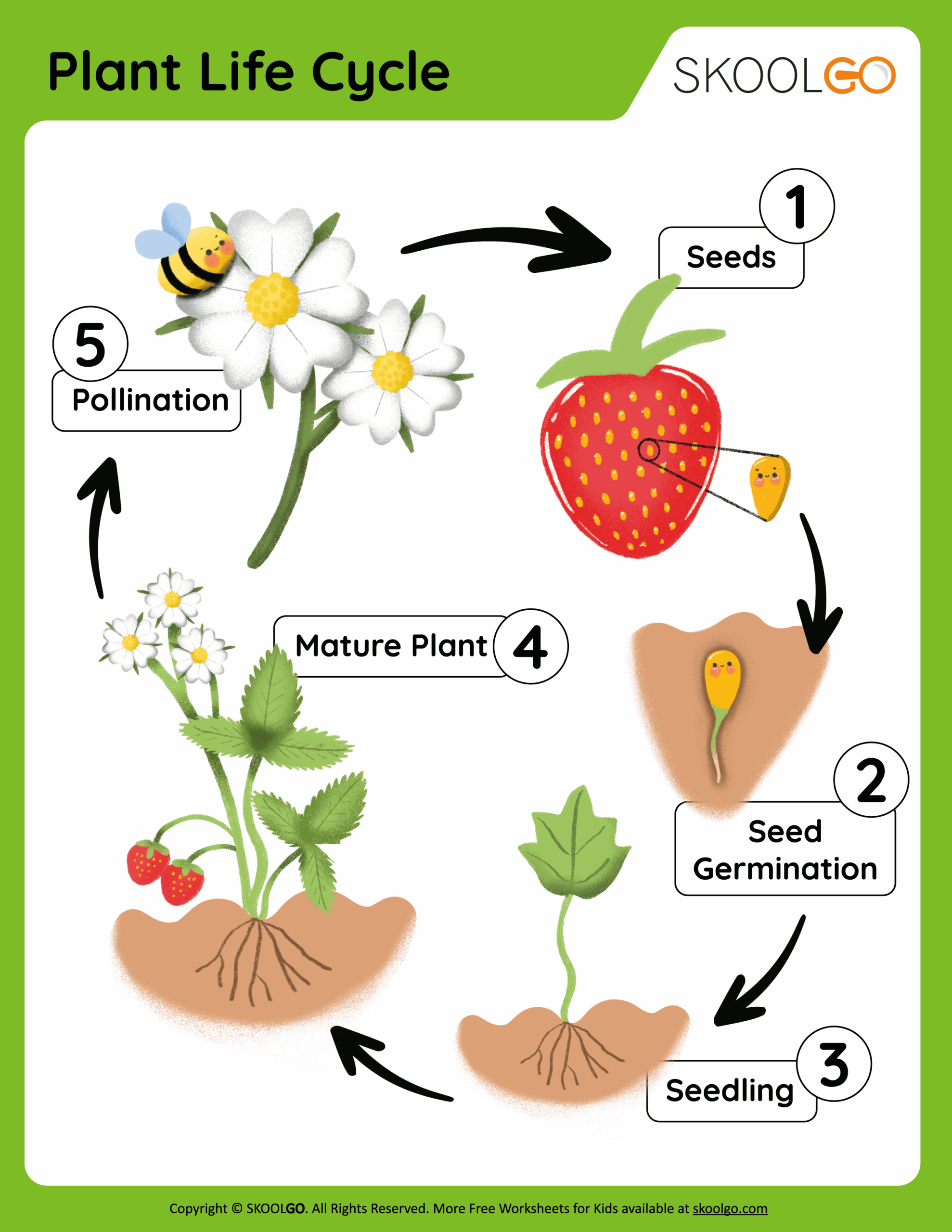Plant Life Cycle Worksheet Kindergarten
