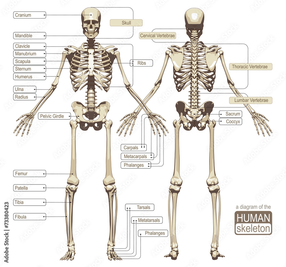 Full Size Human Skeleton Printable