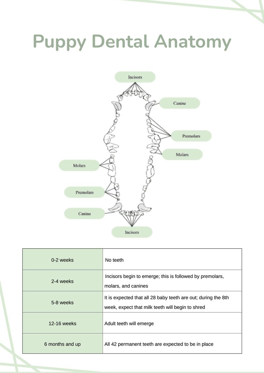 Template Printable Canine Dental Chart