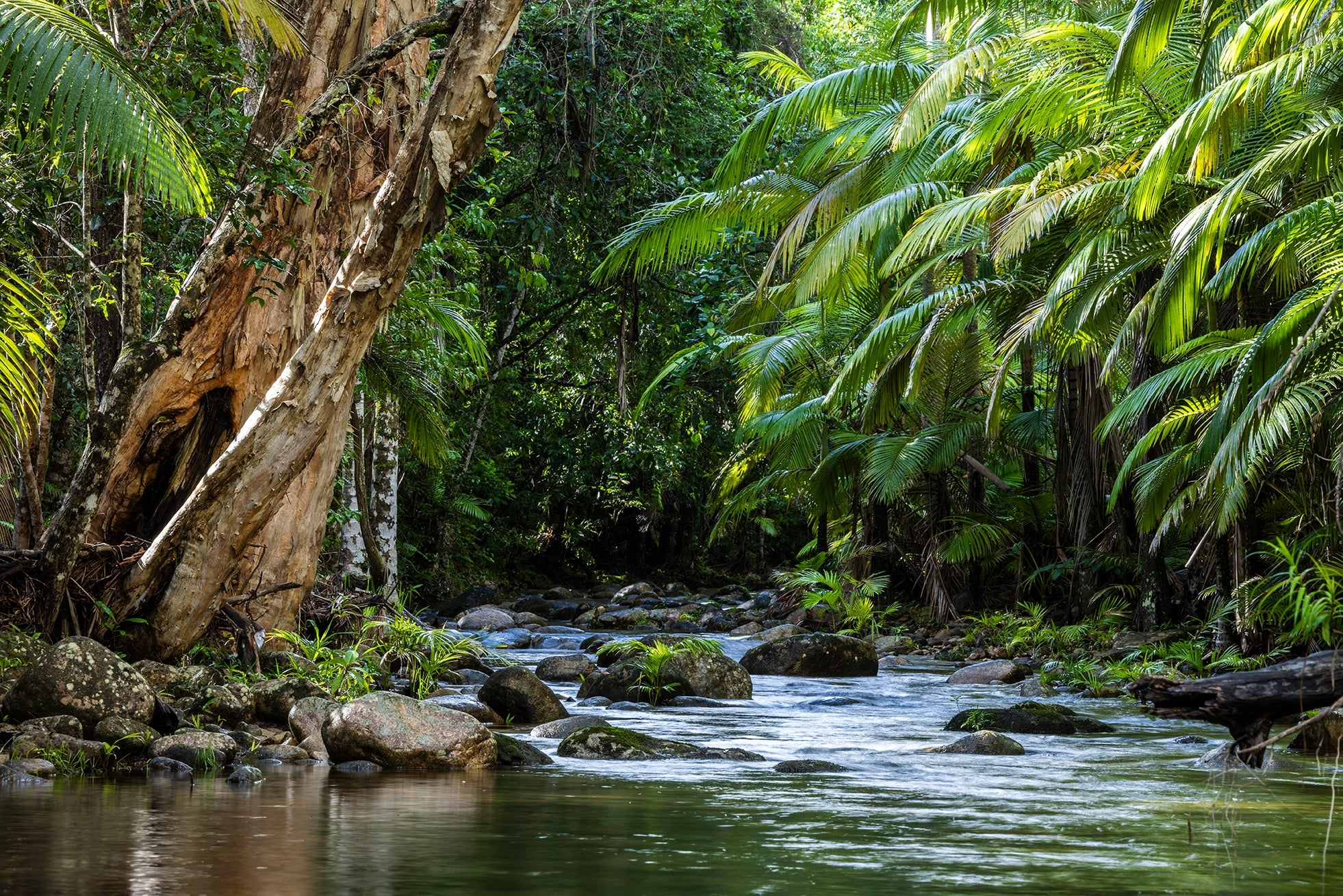 Tranquil Rainforest Print