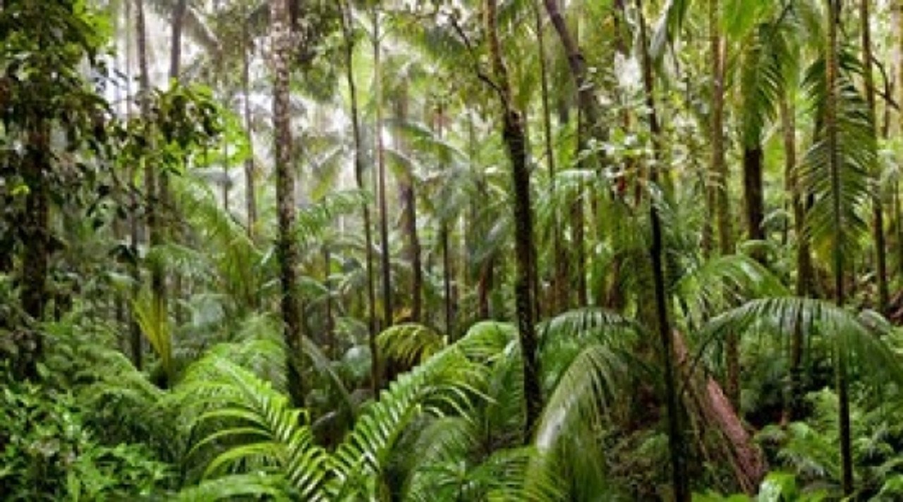 Tropical Rainforest Printable Images