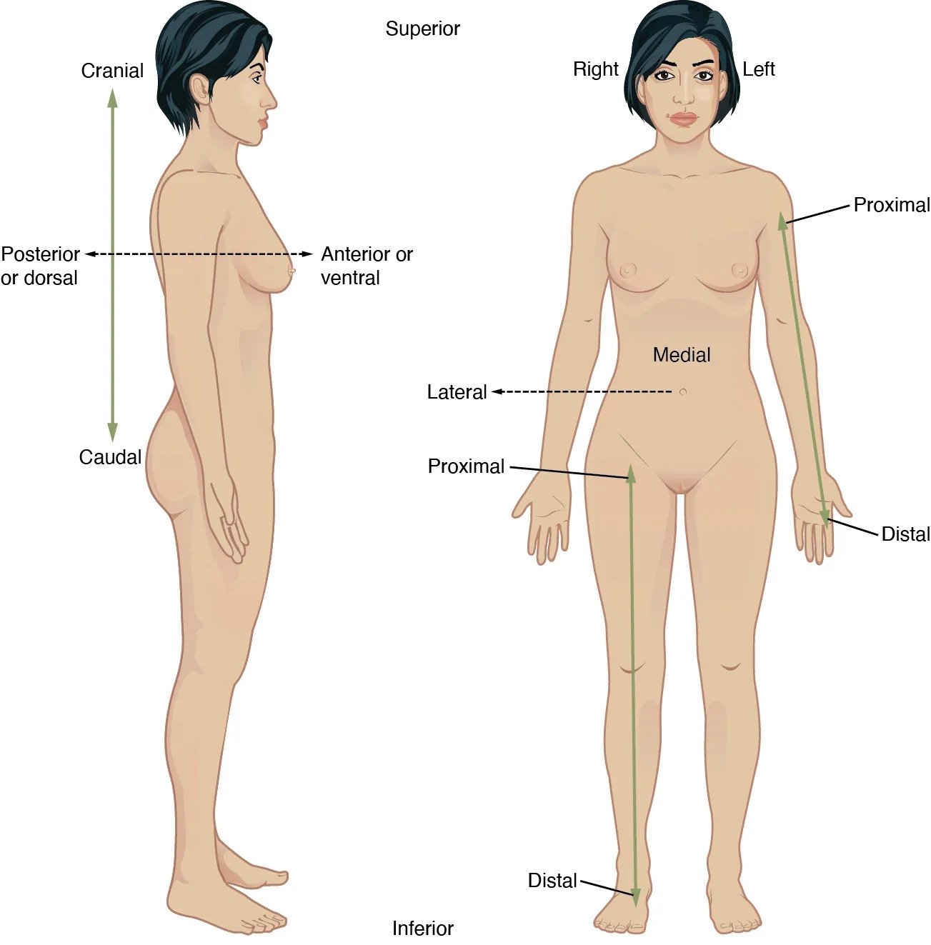 1 4 Anatomical Terminology Anatomy amp Physiology 2e