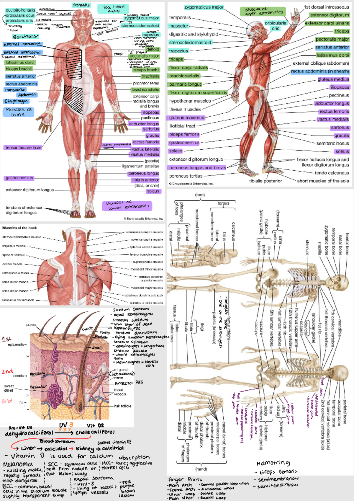 Anatomy amp Physiology Cheat Sheet Muscles amp Tissues 241002 223307 
