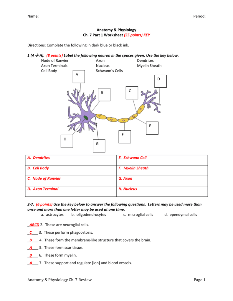 Anatomy And Physiology Worksheet Answer Key