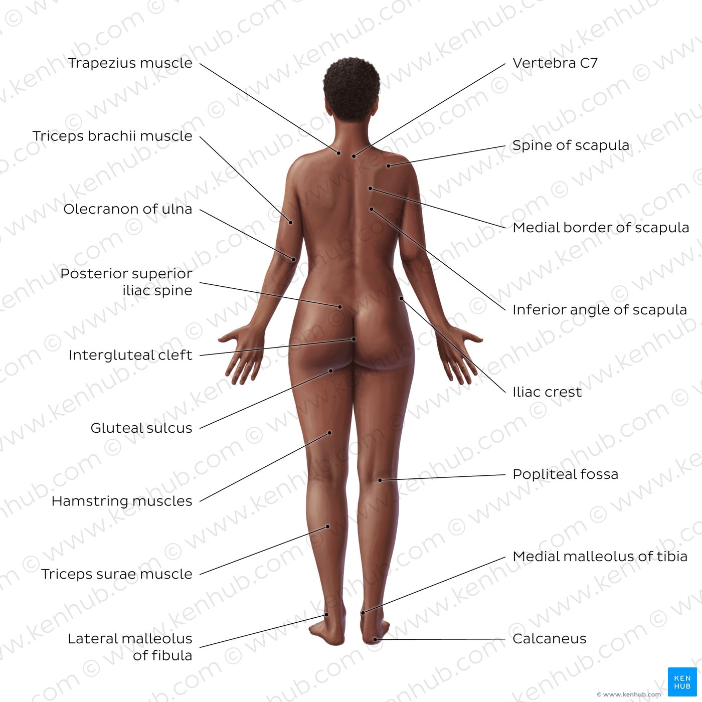 Body Regions Labeling Practice