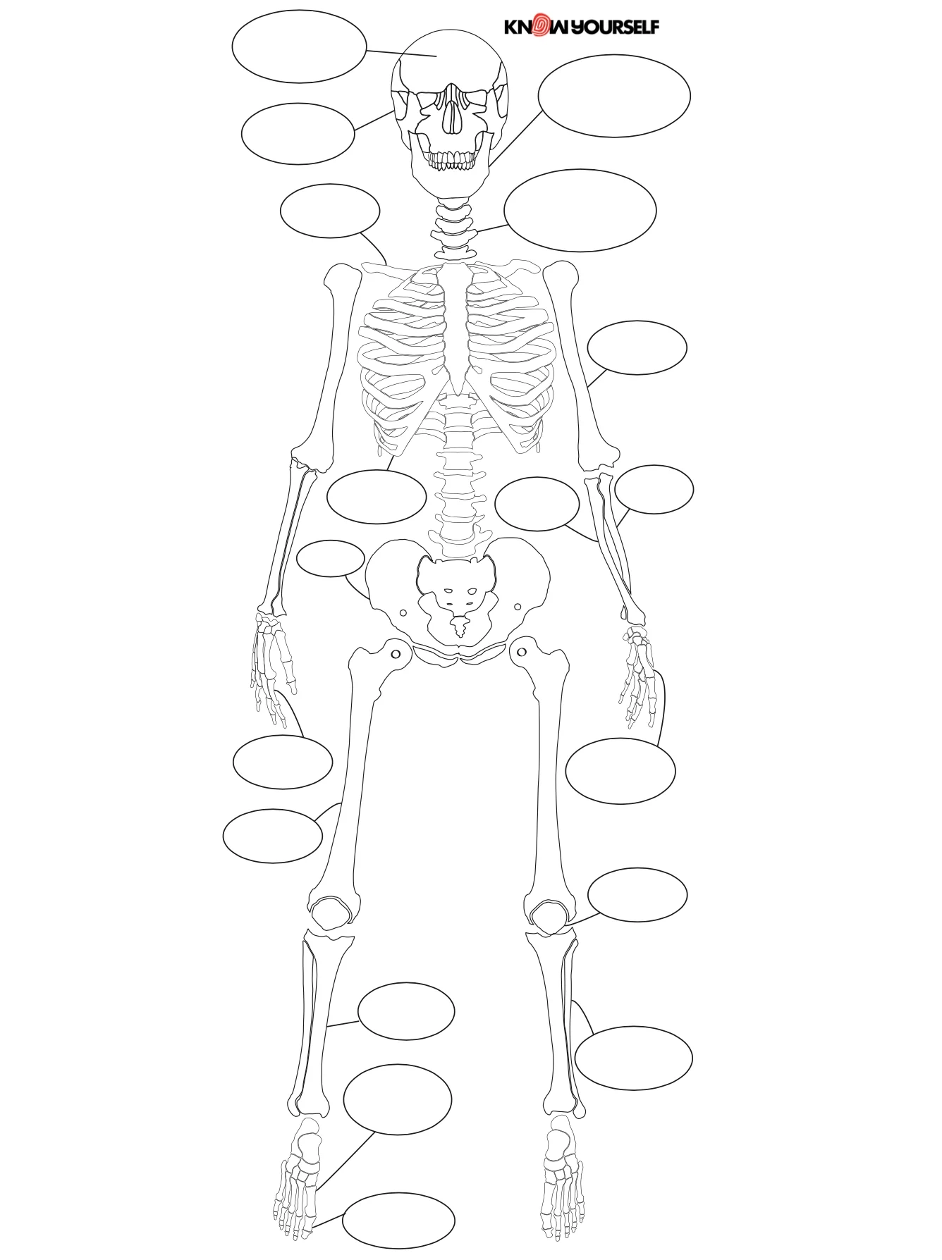 Create And Learn With The Skeleton Poster Diagram Activity Know 