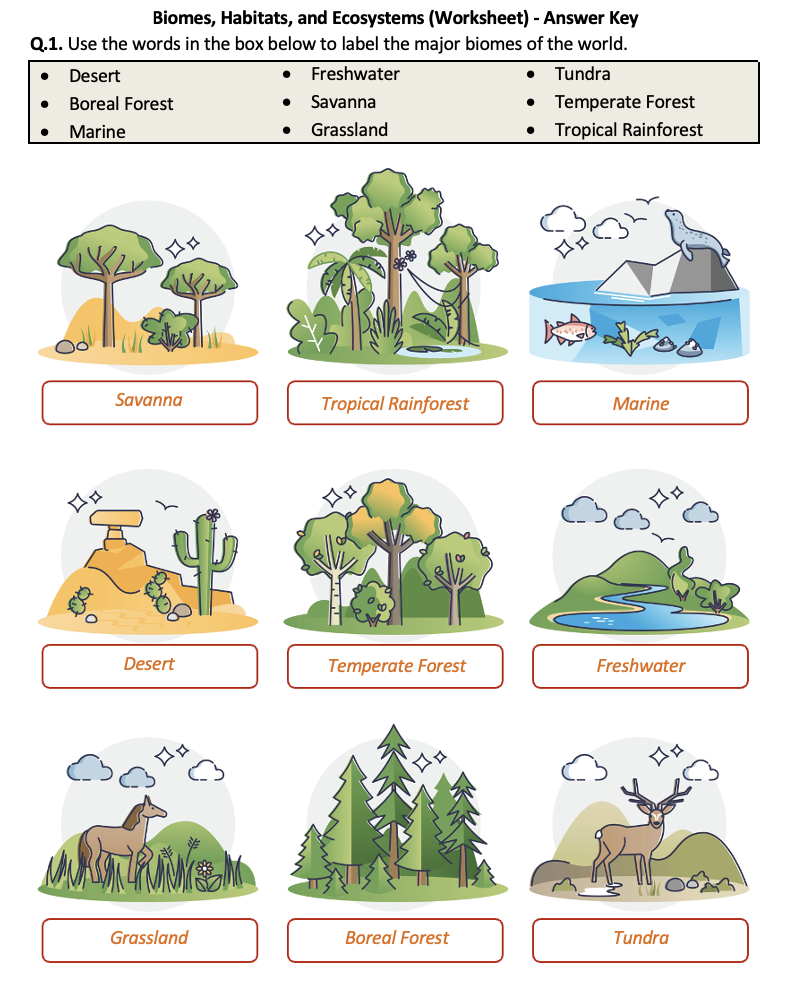 Ecosystem Food Chain And Web Worksheet teacher Made Worksheets 