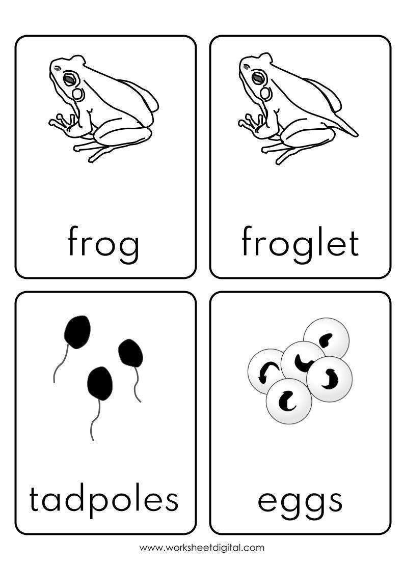 Frog Life Cycle Flashcards Worksheet Digital 1 Teacher Made 