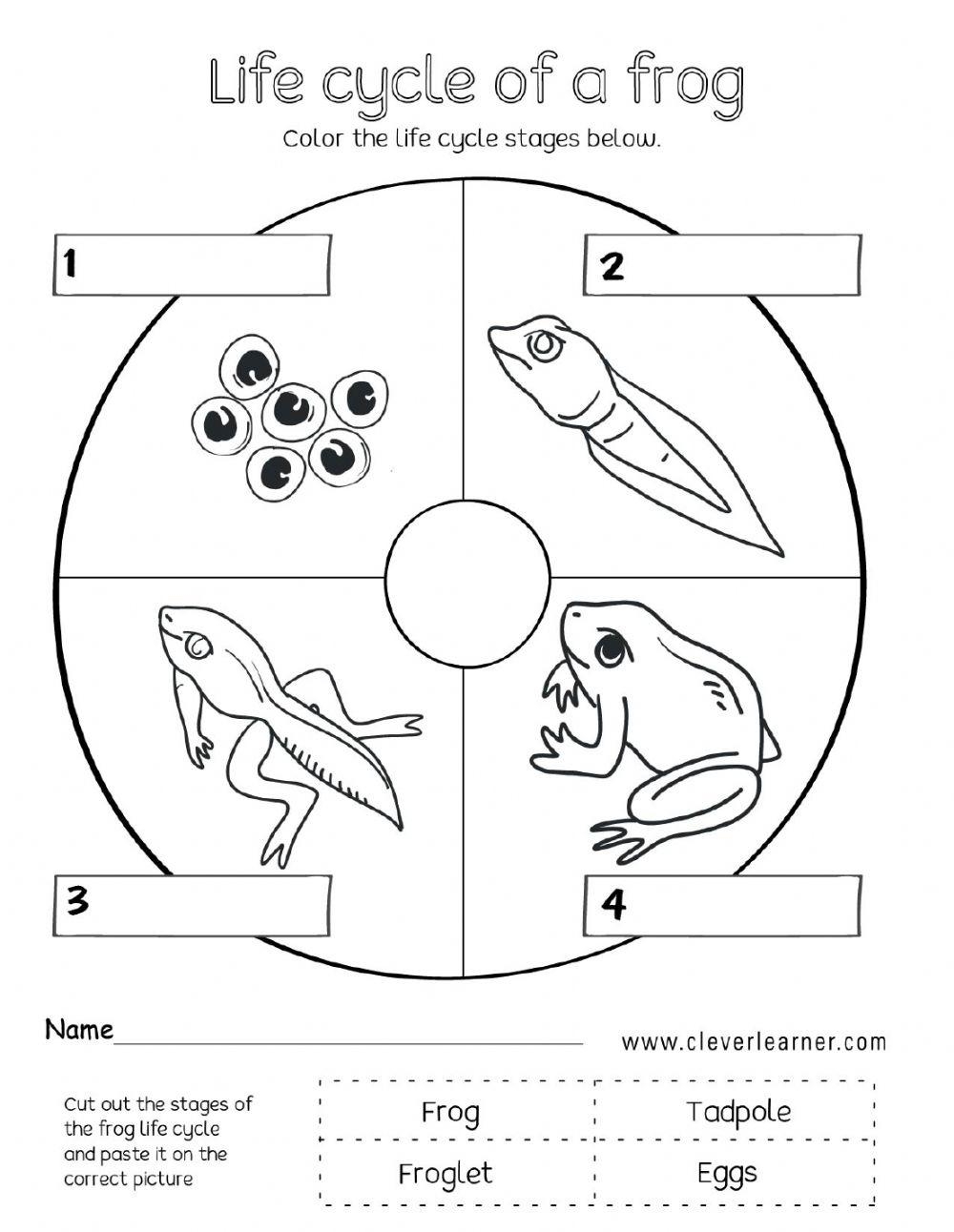 Free Printable Life Cycle Of A Frog Worksheet
