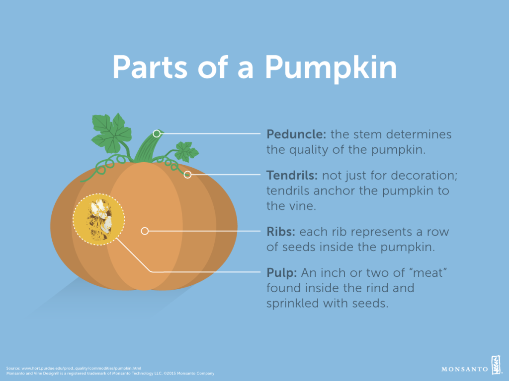 From Pulp To Peduncle Parts Of A Pumpkin Brandie Kramer