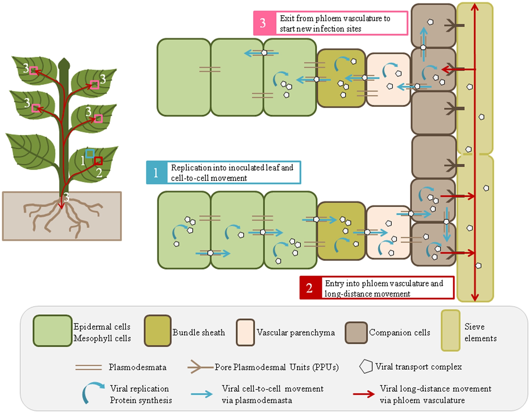 Frontiers Viral And Cellular Factors Involved In Phloem 