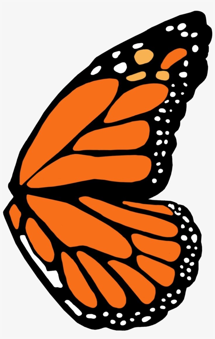 Full Left Monarch Butterfly Wing Template Monarch Butterfly Wing 
