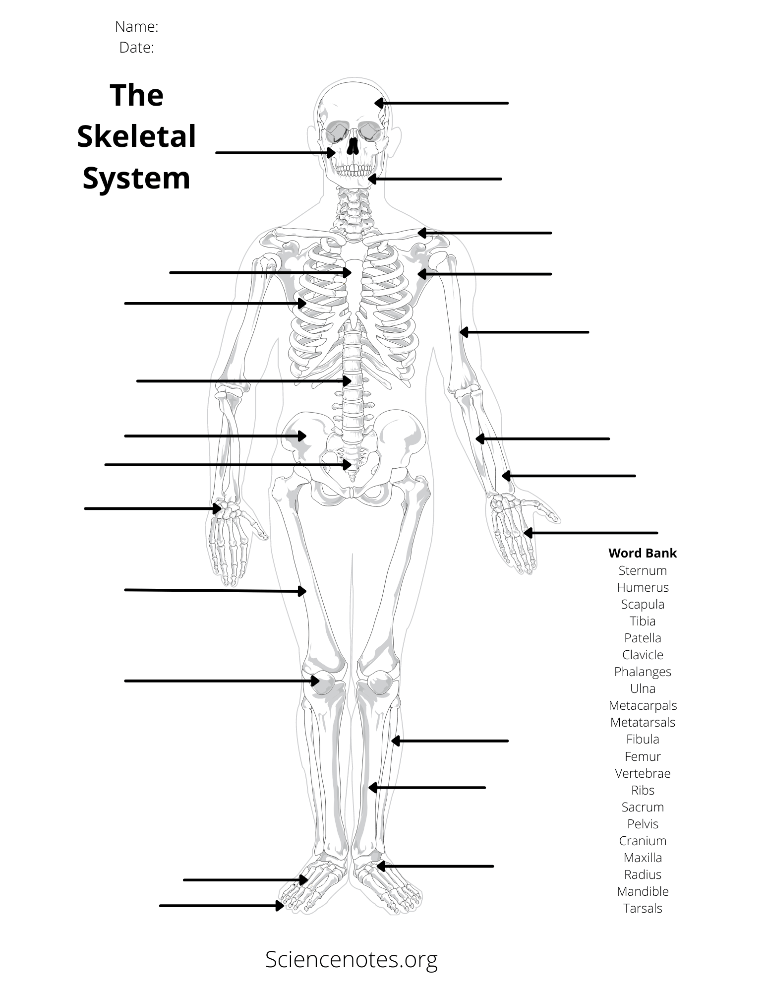 Free Printable Skeleton Worksheets