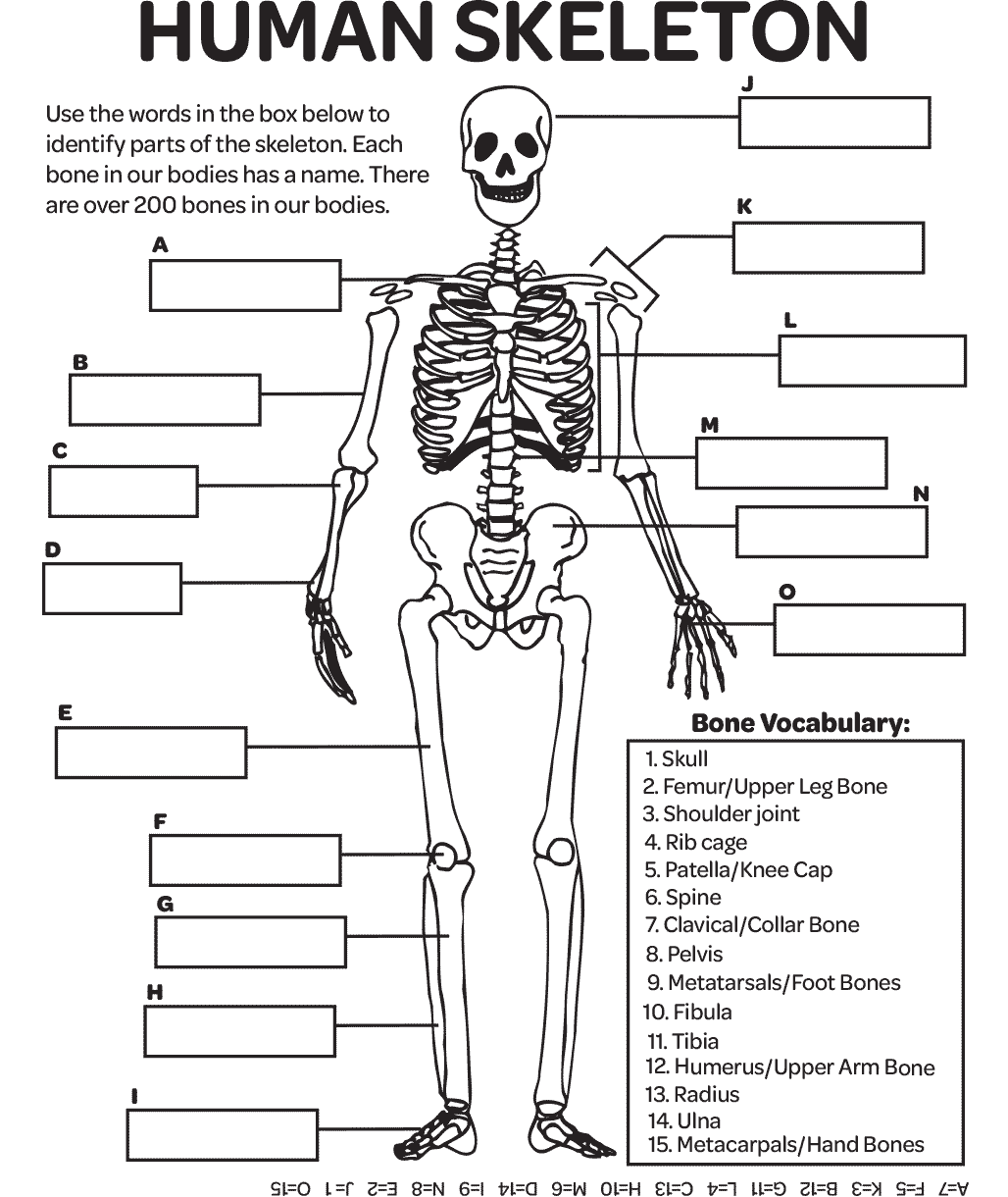 Human Skeleton Diagram For Kids Printable