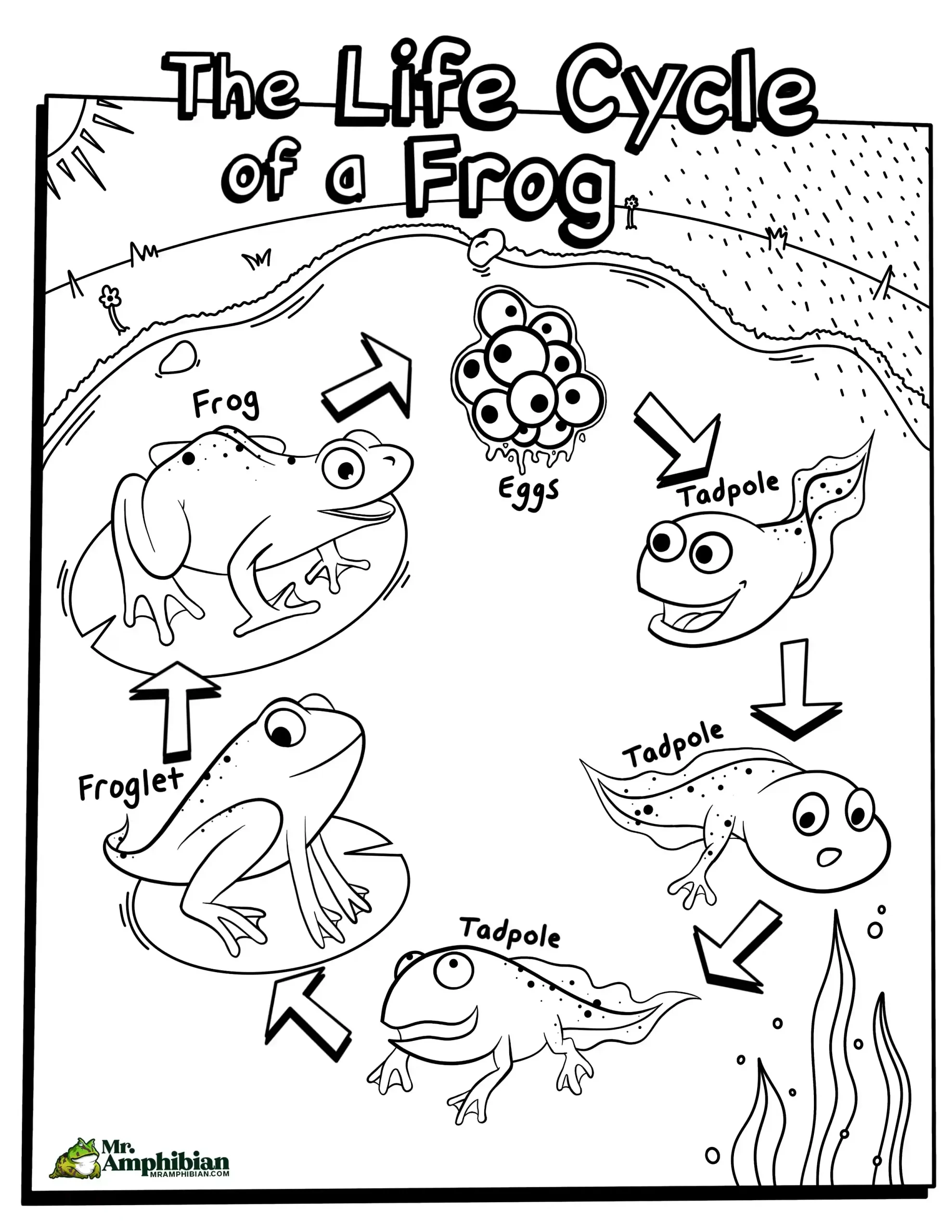 Life Cycle Of A Frog Activities For Kids Mr Amphibian
