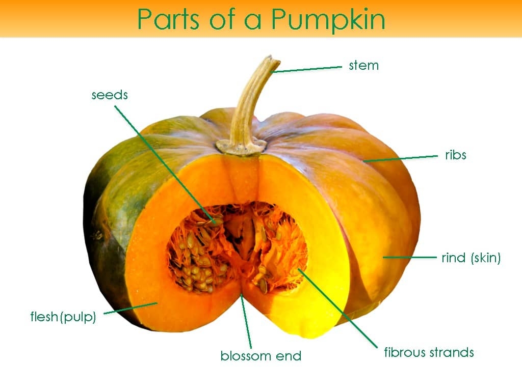 Parts Of A Pumpkin Diagram 3 part Cards And Coloring Booklet Pumpkin Anatomy
