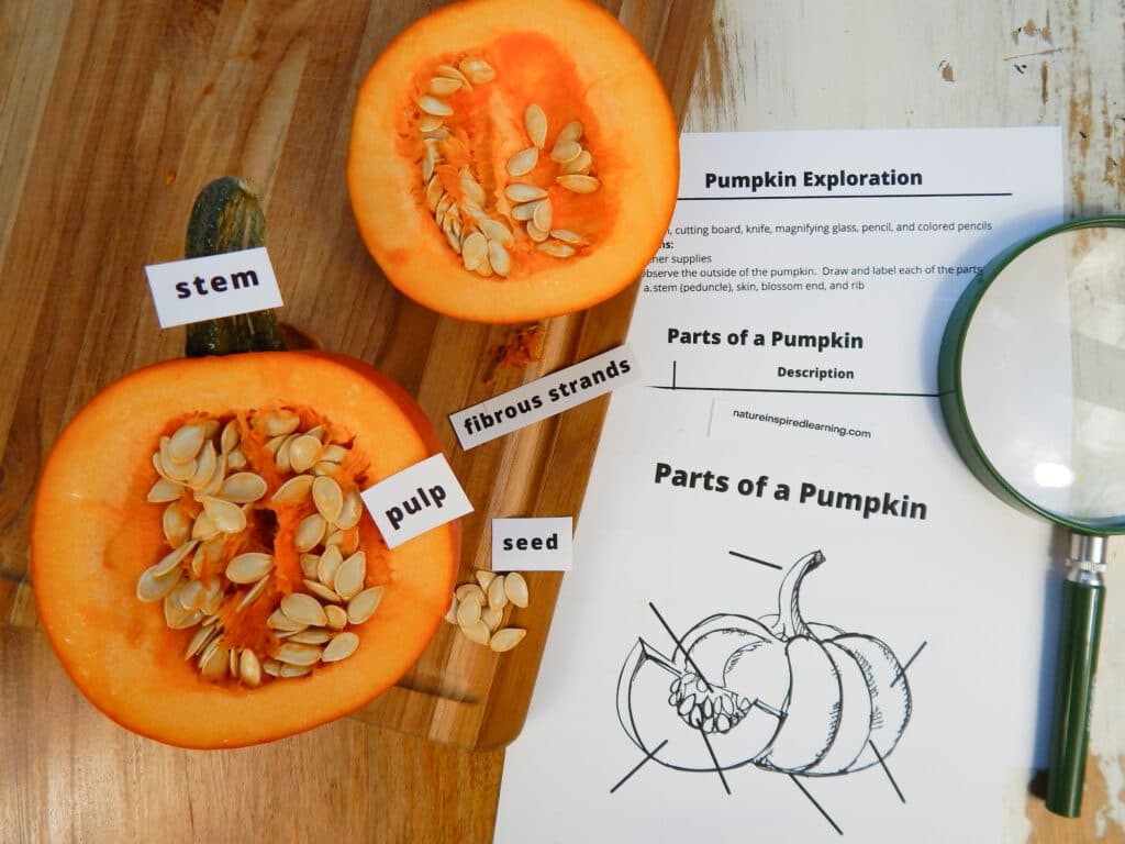 Pumpkin Exploration With Printables