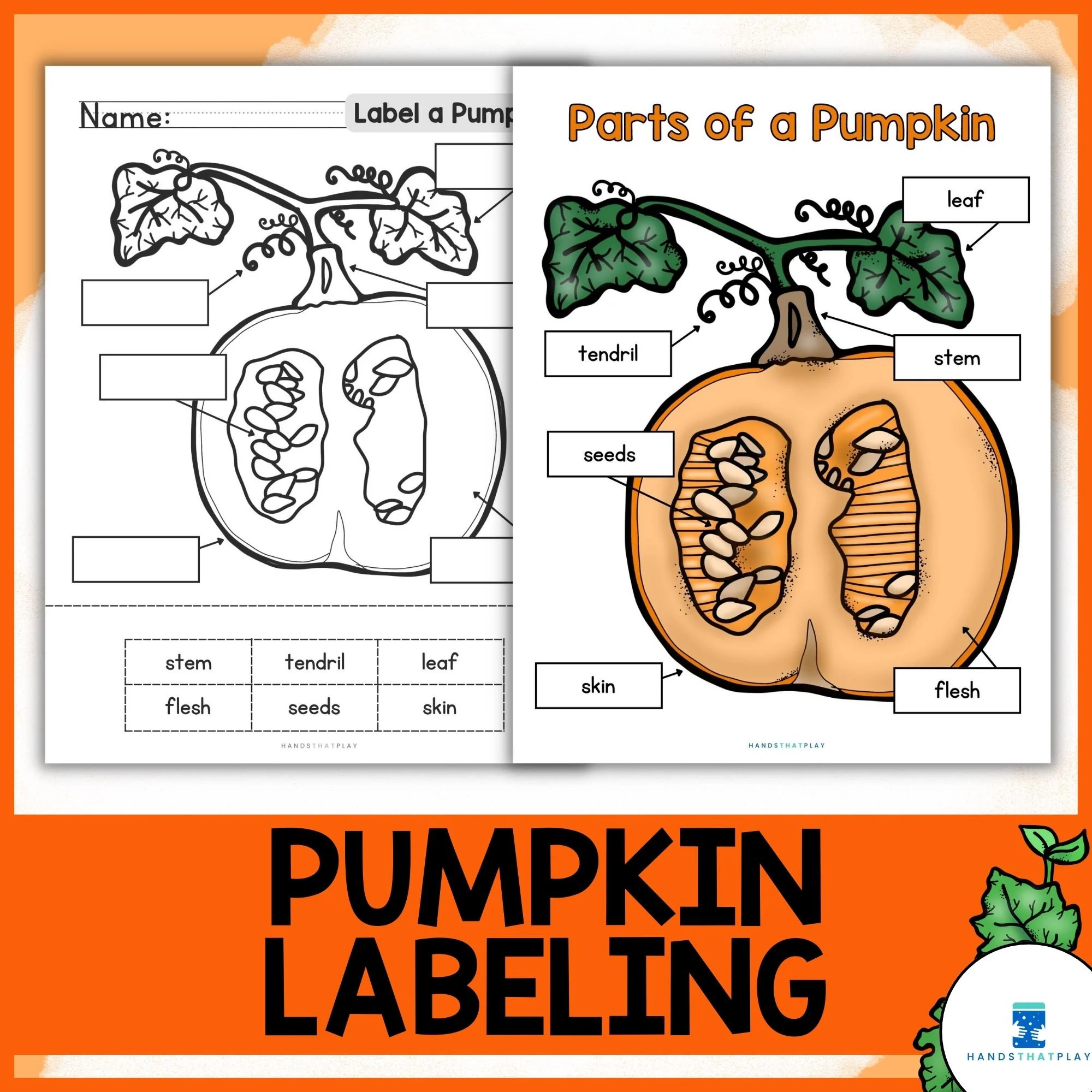 Parts Of A Pumpkin