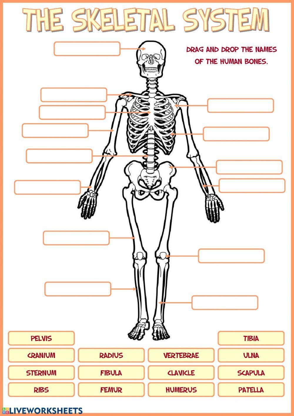 Skeletal System Worksheet Worksheets Library