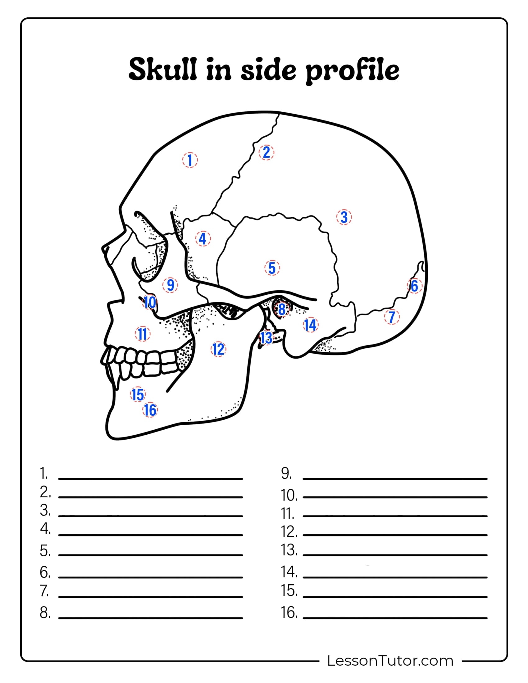 Skeleton System Worksheets Free Coloring Pages PDF Printables 