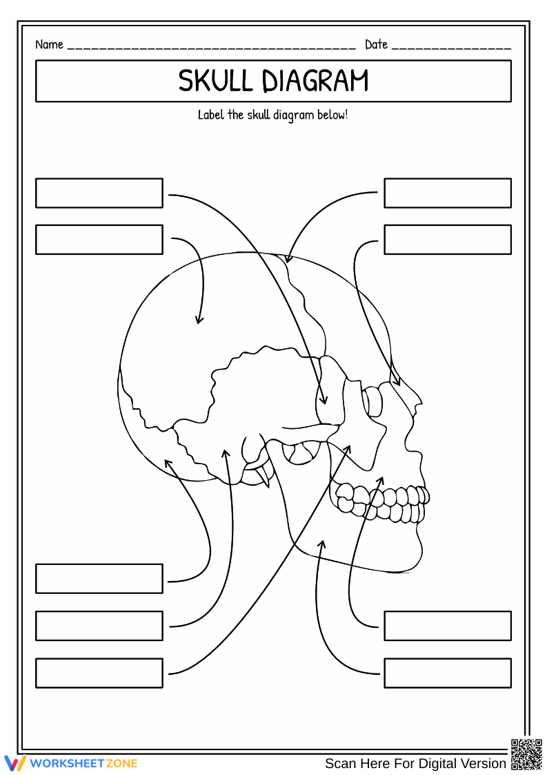 Skull Anatomy Labeling Worksheets
